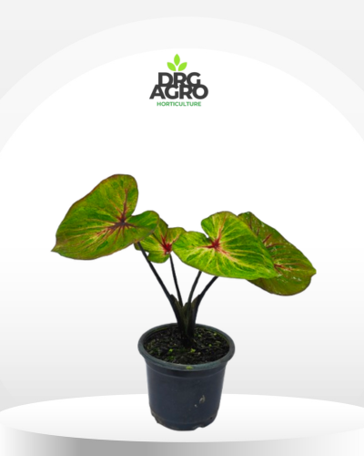Caladium Apple Green Nrog