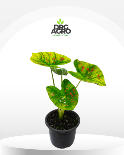 Caladium Qeen of leaves