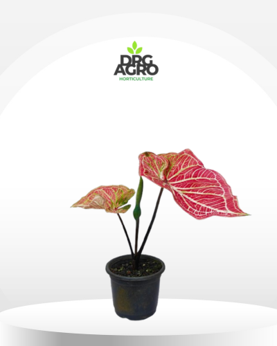 Caladium Thai Beauty