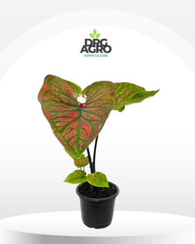 Caladium Red Hybrid