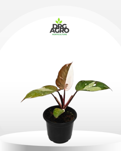 Philodendron White Princess