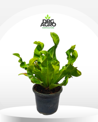 Bird Nest Fern/Asplenium Nidus