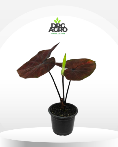 Caladium Balck Coral