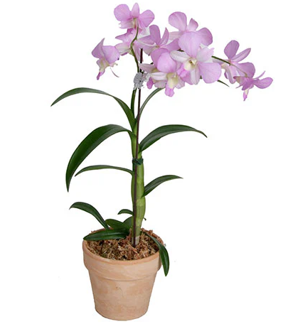 Orchid Dendrobium  Batting Heart J0591- Den.