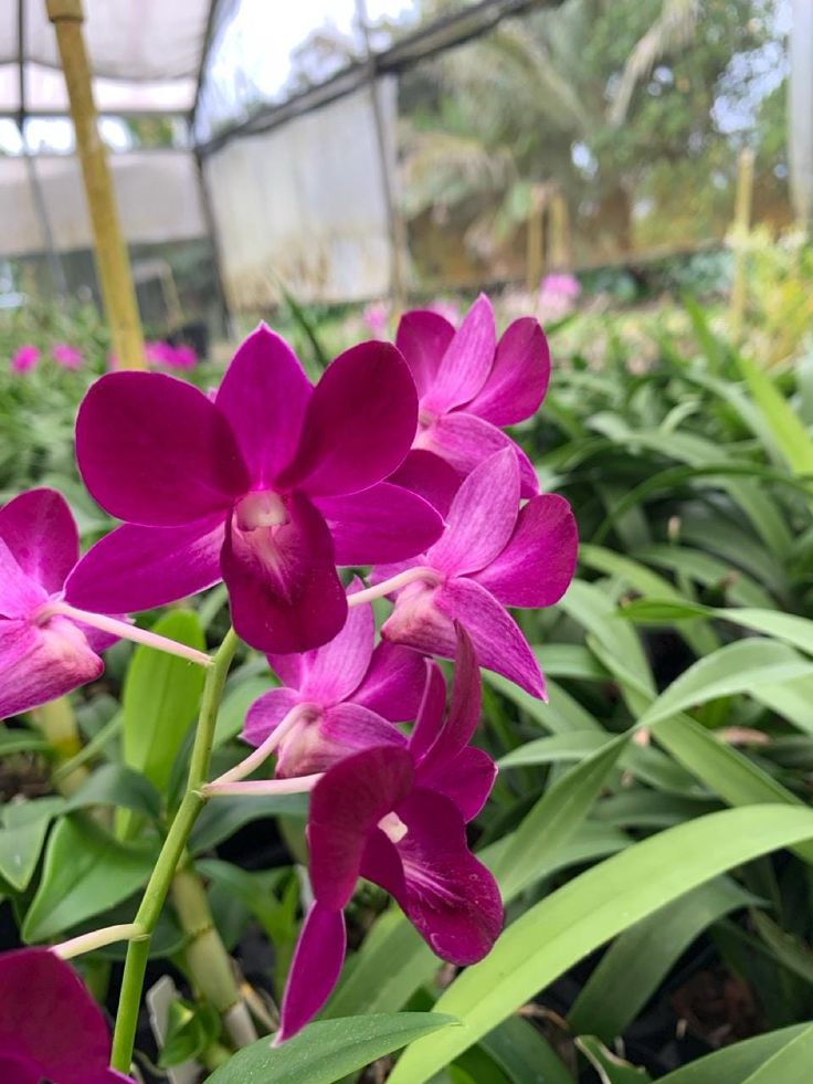 Orchid Dendrobium Genting Red PO348- Den. 