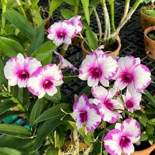 Orchid Dendrobium Airy Lovely Splash (Mini) PO552- Den. 