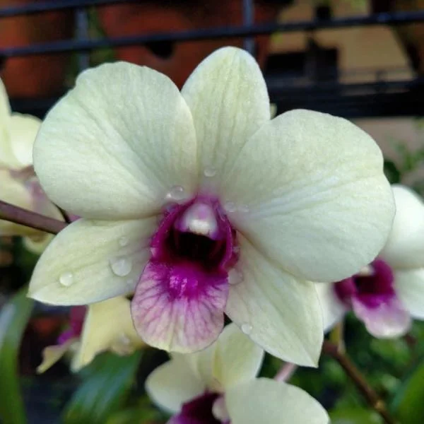 Orchid Dendrobium Jade Junior P0729- Den.