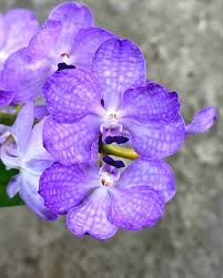 Jairak Sapphire Vanda Orchid