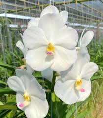 Nopporn White Diamond Vanda Orchid