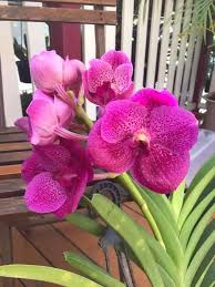 Fantastic Fanfare Vanda Orchid 
