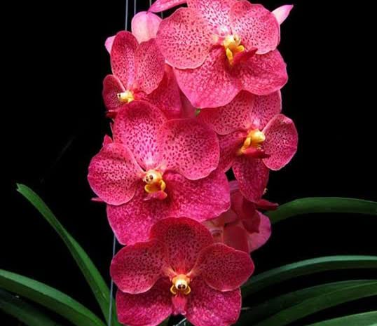 Jairak Redder Vanda Orchid 