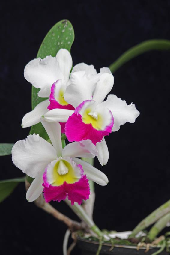 Cat. Anna Cattleya Orchid 