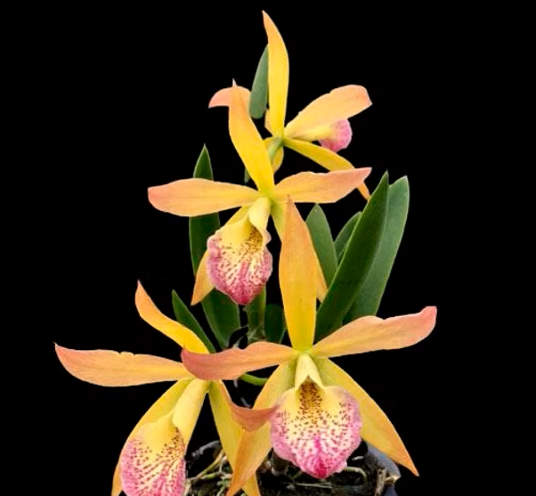  Lc. Nodosa X Cattleya Orchid