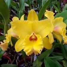 Cat. Blc. Children of Haddyai Cattleya Orchid 
