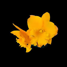 Blc. Jupiter Cattleya Orchid  