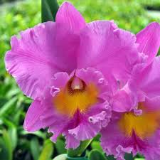 Pink Empress Cattleya Orchid 