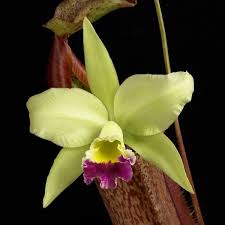 Green Wit Cattleya Orchid 