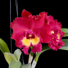  Tainan Cattleya Orchid