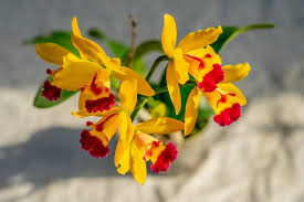 Smiling Lady Cattleya Orchid