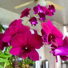 Idol Red Dendrobium Orchid P1662- Den. 