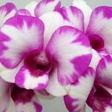 Yaya 2 N (Mini) Dendrobium Orchid P1395- Den. 