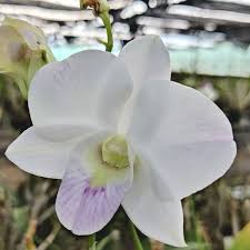 Dendrobium Orchid P1384- Den. Popper White