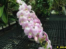 Orchid Dendrobium P1361- Den. Pink Stripe