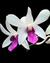 Orchid Dendrobium P1355- Den. Big Charming